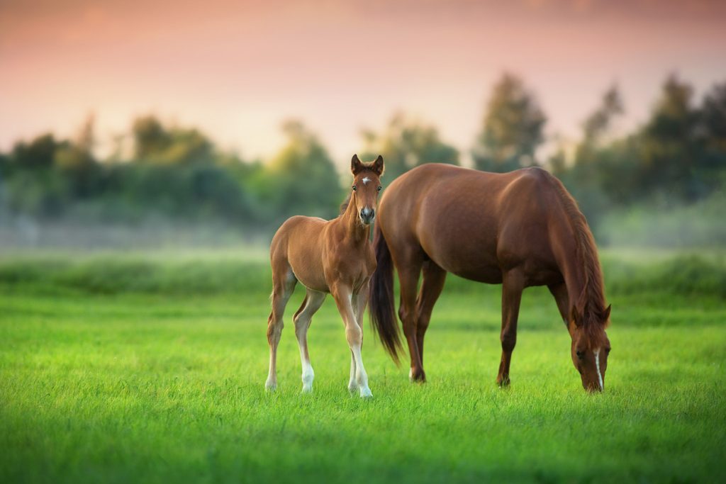 Horse Feed 3 horses in Chatham Kent